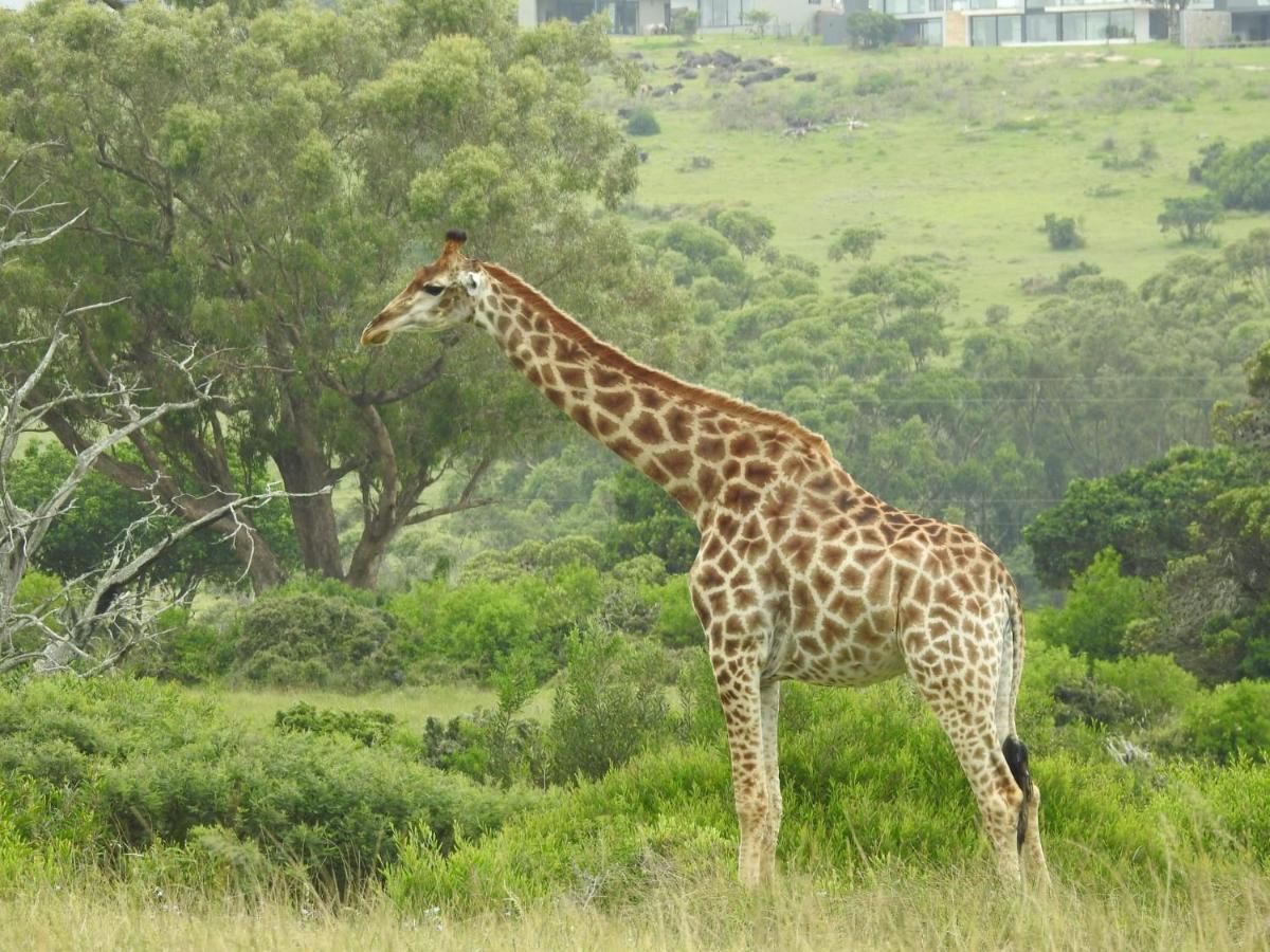 Milkwood Country House Port Elizabeth Esterno foto